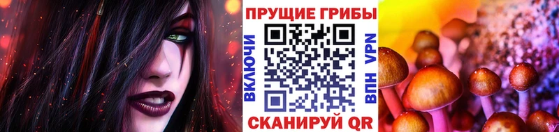 Купить  Дальнегорск  Псилоцибиновые грибы Psilocybe 